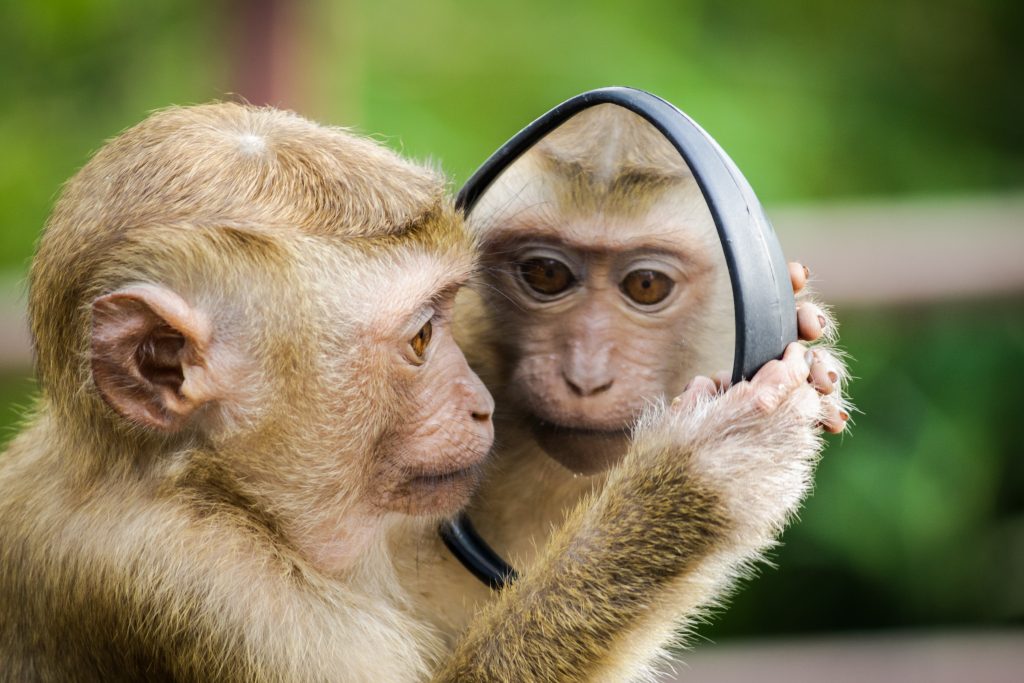 monkey holding mirror to show business owners are respondible for key company decisions beyond the cope of the companies act 2016