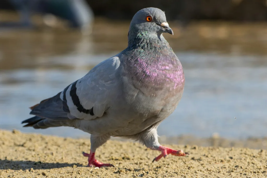 confused looking pigeon as a humorous reference to outdated methods of non digital company secretaries in malaysia