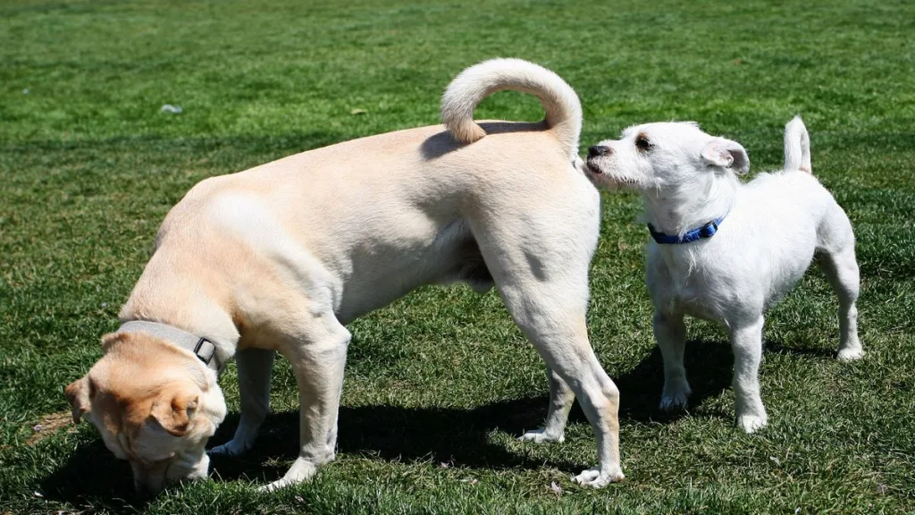 Dog sniffs dog